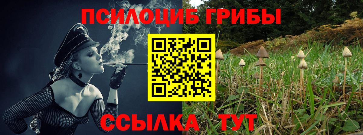 Галлюциногенные грибы Psilocybe Воронеж